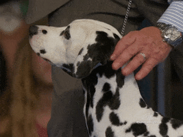 Dog Show Pets GIF by NBC