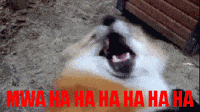 laugh lol GIF