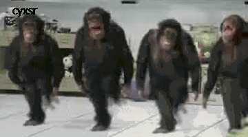 monkeys meme gif