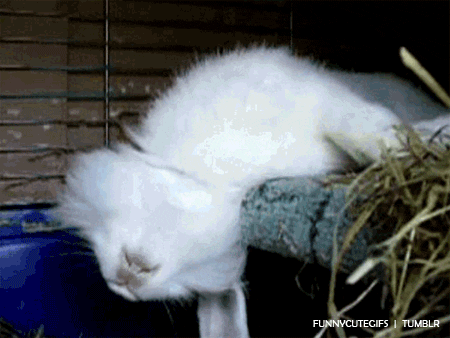 GIF zszokowany królik