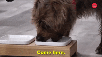 Dog Food Eating GIF by BuzzFeed