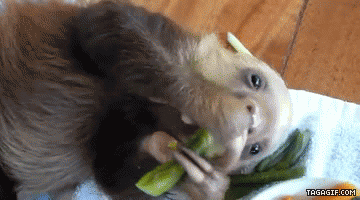 sloth GIFs - Primo GIF - Latest Animated GIFs