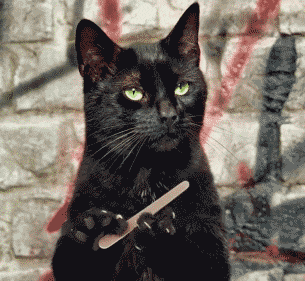 Cat Stuff GIF - Find & Share on GIPHY