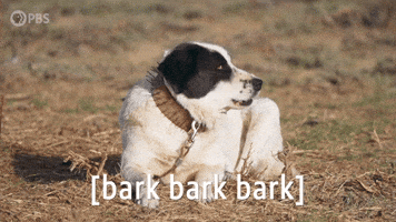 Episode 2 Dog GIF by PBS