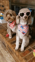 Heart Dog Cute Dogs GIF by Geekster Pets