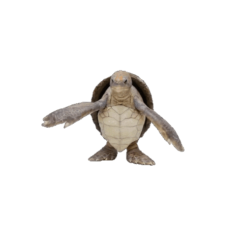 War Turtle Sticker