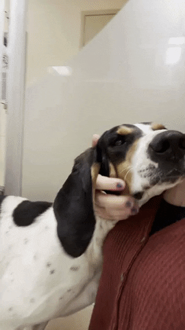 Monmouth County SPCA GIF