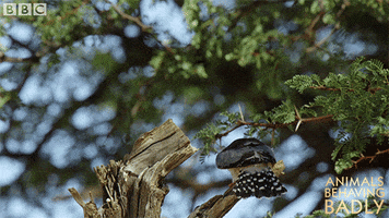 pygmy falcon eating GIF by BBC