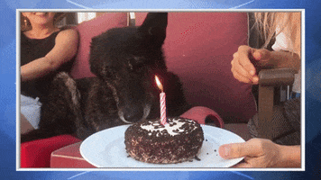 birthday cake dog GIF by Hallmark Channel