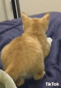 Grrr Cat GIFs