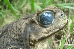 eye frog GIF