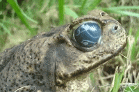 animal-eye-frog-tA2lhB0BdWuQg