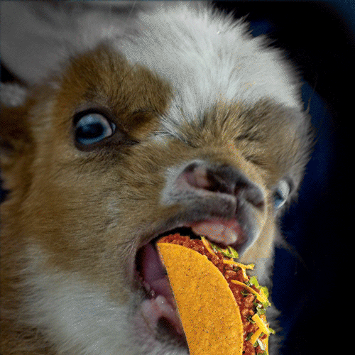 Taco Squirrel GIF
