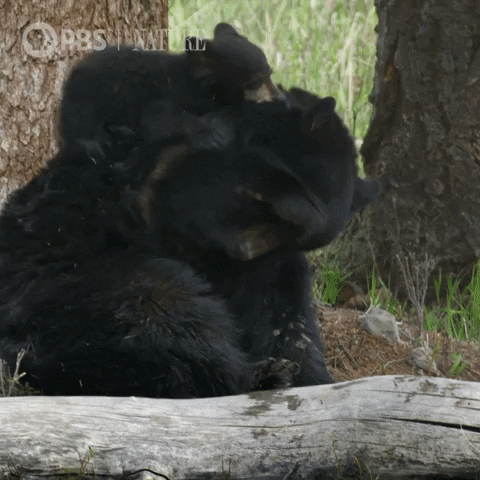 Pbs Nature Bear GIF by Nature on PBS
