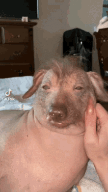 Dog GIF