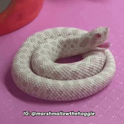 Sunglasses Deal With It GIF by Marshmallow the Hoggie