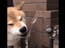 happy dog GIF