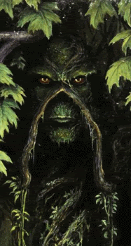 swamp