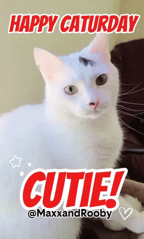 Happy White Cat GIF