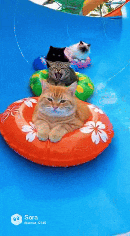 Orange Cat GIF