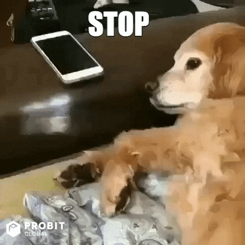 Funny-golden-retriever GIFs - Get the best GIF on GIPHY