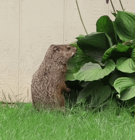 Hungry GIF