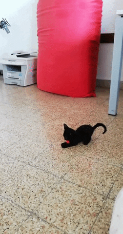 Animated GIF