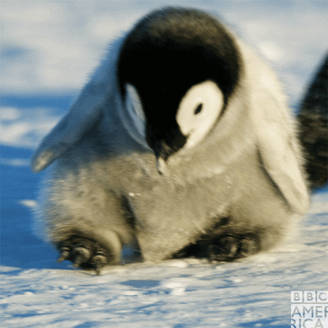 Penguin Chick Gifs Get The Best Gif On Giphy