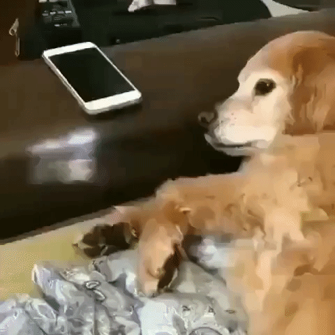 Dog Stop Right There GIF - Find & Share on GIPHY
