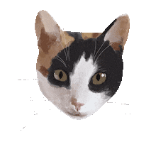 Cat Eyes Sticker