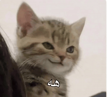 Cat Iraq GIF by Bashar