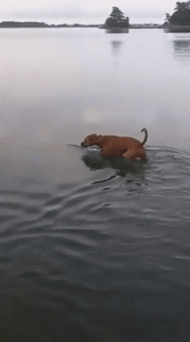 request paw GIF