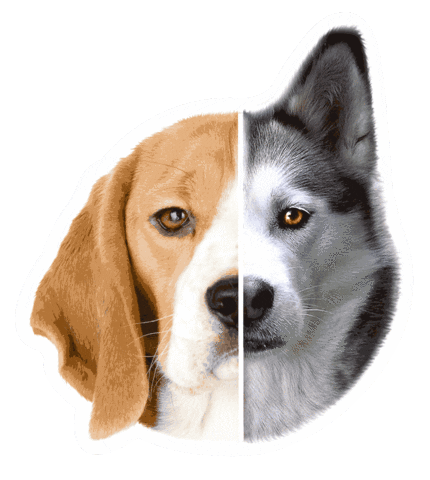 Dogs Love Sticker by FURCHILD