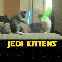 cats fighting with lightsabers gif