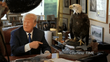 Trump Eagle GIF by INSIDER