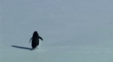 Penguin Uzbek GIF