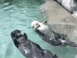 Hold My Hand Otter GIF