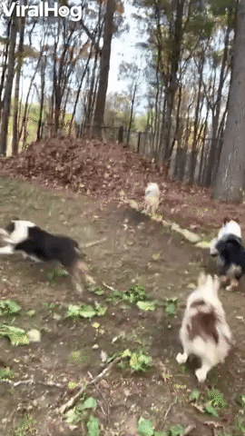 Dog Pack Plays In Giant Leaf Pile GIF by ViralHog