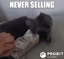 Cat Crypto GIF by ProBit Global