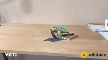 paulamonteiro-b9e0  GIF