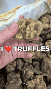 croatia-truffle-tartufo-tWfRqiRawS2ANacEuA