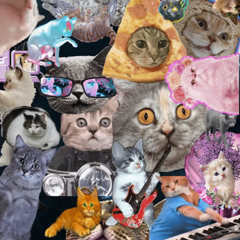 Cats Collage GIF by Joey Borg