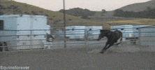 horse kicking GIF
