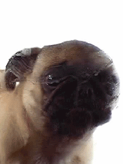 pug licking GIF - pug licking GIF