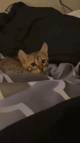 Cat GIF