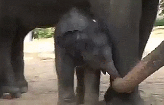 baby elephant GIF