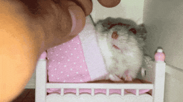 Sleepy Good Night GIF