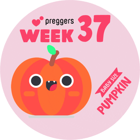 Baby Pumpkin Sticker by Preggers