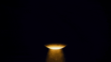 Seal Curie GIF by Einhorn's Epic Productions