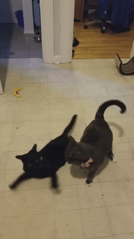 Cat GIF by Fashion Bow Paws